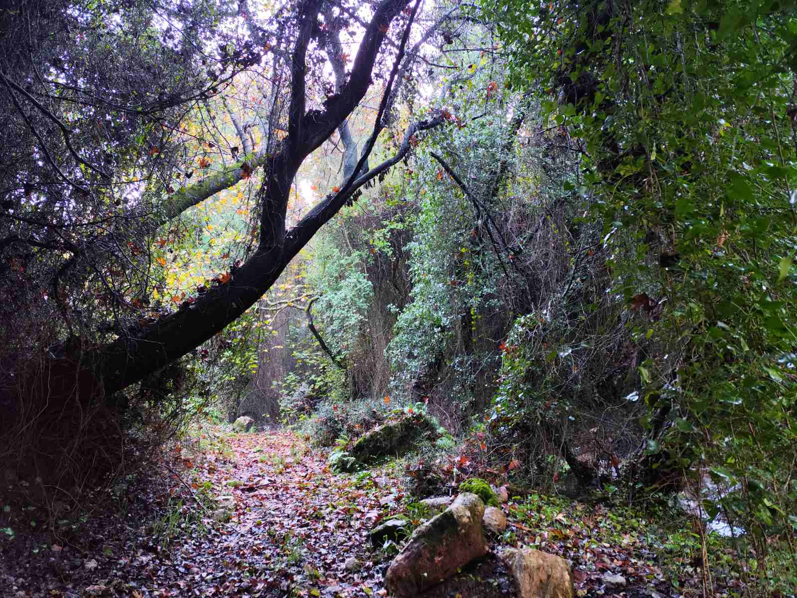 Κρολιάτα