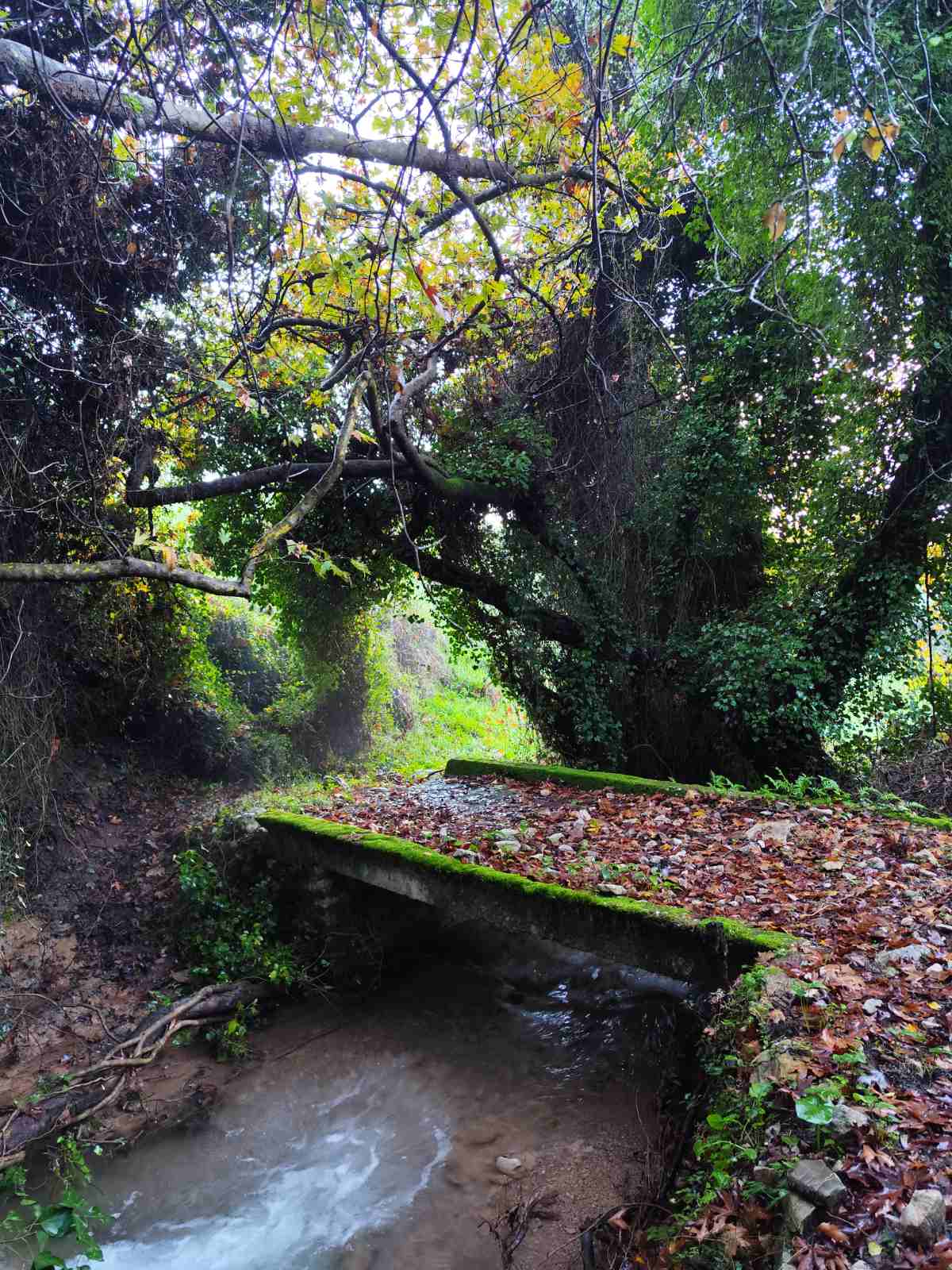 Δέση